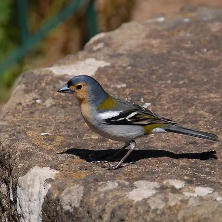 호텔 Pico Da Urze - Paul Da Serra 칼례타