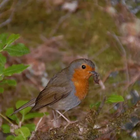 호텔 Pico Da Urze - Paul Da Serra 칼례타