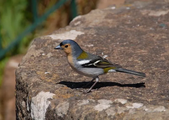 Hotel Pico Da Urze - Paul Da Serra Calheta (Madeira)