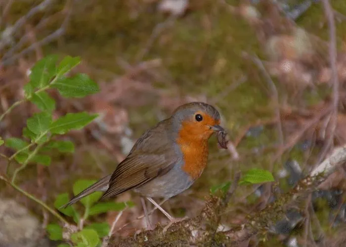 Hotel Pico Da Urze - Paul Da Serra Calheta (Madeira)