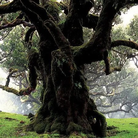 Pico Da Urze - Paul Da Serra 4* Calheta (Madeira)