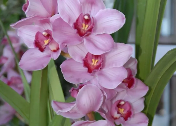 Pico Da Urze - Paul Da Serra 4*