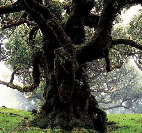 Pico Da Urze - Paul Da Serra 4* Calheta (Madeira)